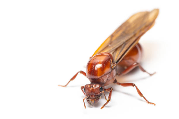 istock Callirhipidae beetle isolated on white background 965644432