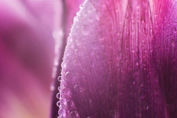 flower petal with water droplets macro. tulipflower petal with water droplets macro. tulipflower petal with water droplets macro. tulipflower petal with water droplets macro. tulip