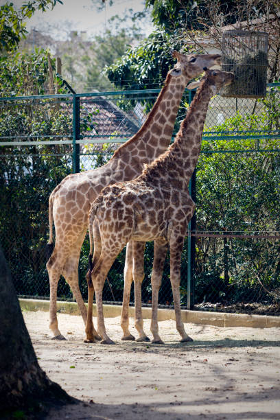 istock Giraffe in protected area for breeding of the species. 965644866