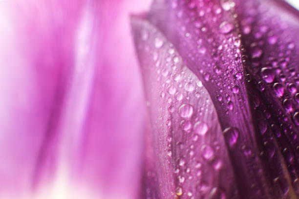 istock flower petal with water droplets macro. tulip 965645254