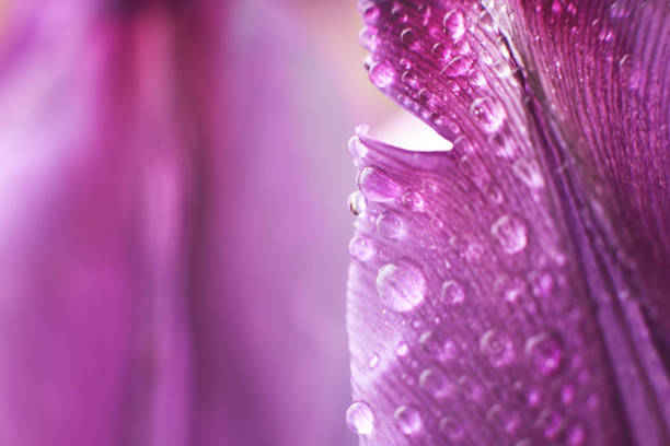 istock flower petal with water droplets macro. tulip 965645360
