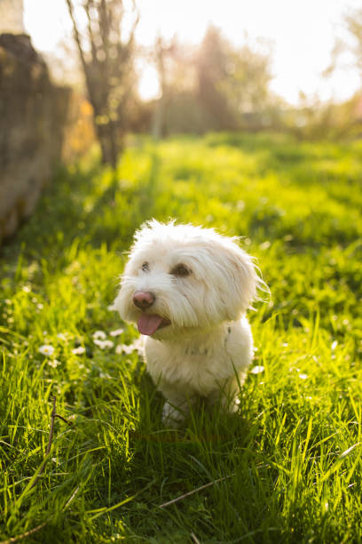 istock The cutest Maltese dog enjoying in nature 965648128