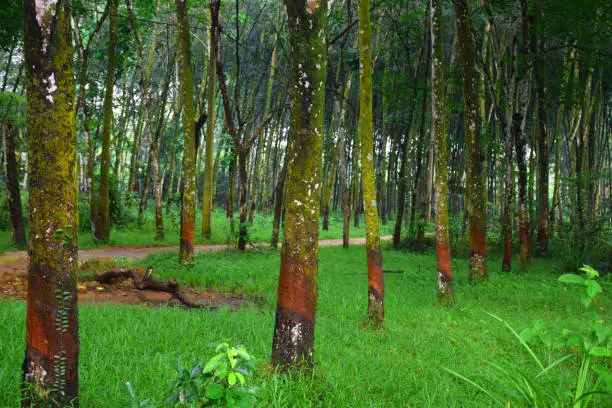 Photo of Rubber Tree plantation in Sri Lanka