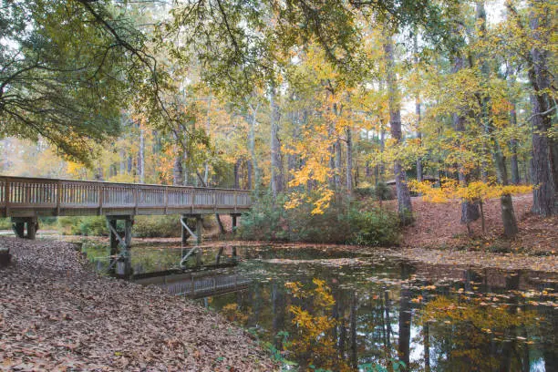 Bridge in the Autumn season at Sesquicentennial State Park.  Located in Columbia, South Carolina.