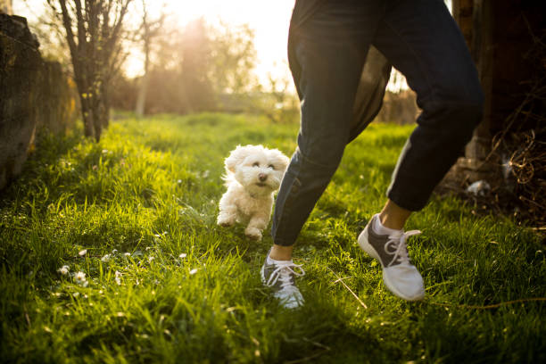 istock Maltese dog chasing an unrecognizable woman 965649152