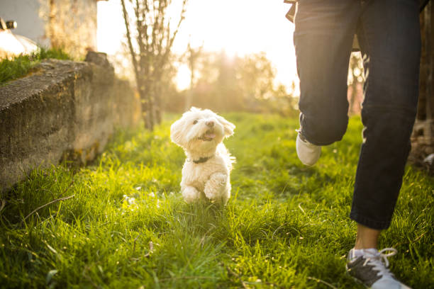 istock Maltese dog smiling and chasing a woman 965649164