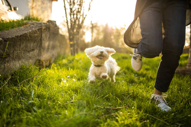 istock Maltese dog smiling and chasing a woman 965649886