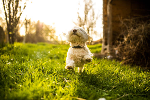 istock The cutest Maltese dog enjoying in nature 965649898