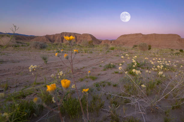 カリフォルニアの砂漠の月の出 - mojave yucca ストックフォトと画像