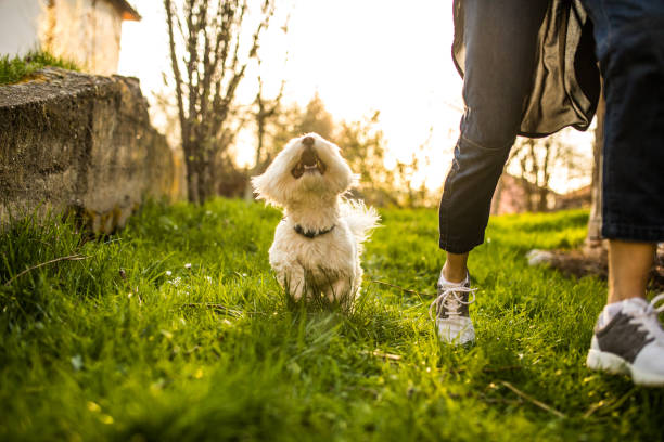 istock Precious moments between a woman and her dog 965664420