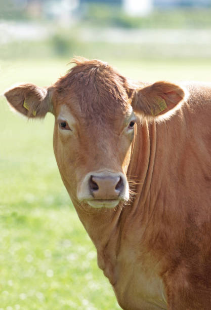 istock portrait of a Limousin cow 965665886