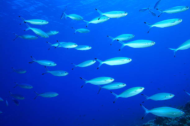 istock Shoal of Sardines 96566645