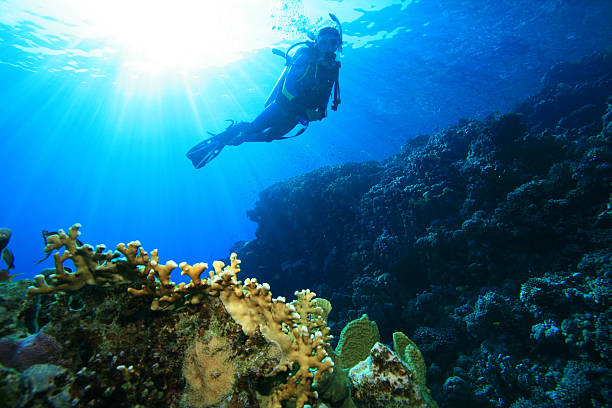 istock Scuba Diving on a coral reef 96566782