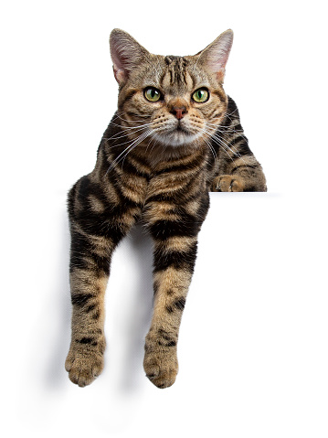 갈색과 검은색 줄무늬 미국 Shorthair 고양이 고양이 발 카메라 보고 흰색 배경에 고립 된 가장자리 위에 걸려 내려 놓고 발톱  달린 발에 대한 스톡 사진 및 기타 이미지 - Istock