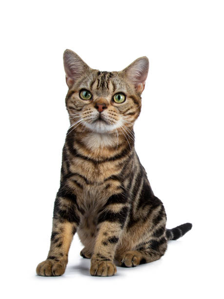 istock Brown and black tabby American Shorthair cat kitten sitting facing front isolated on white background looking beside camera 965670088