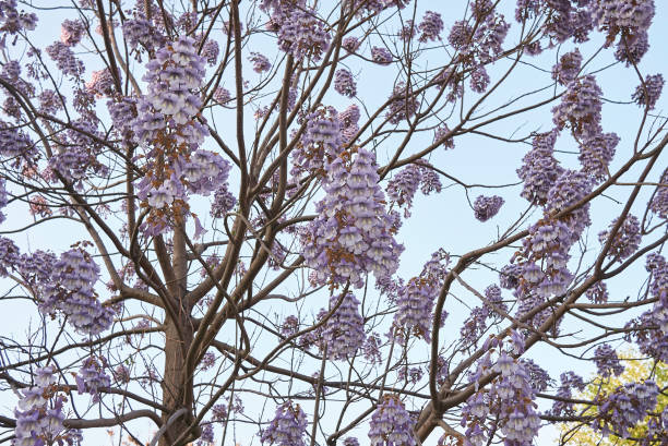 Paulownia tomentosa blossom