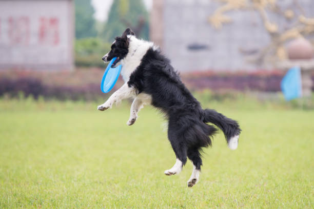 istock A Border Collie is playing frisbee 965677904