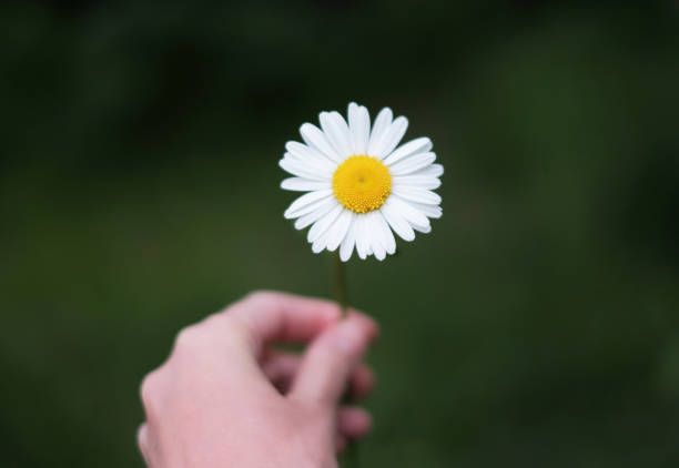 istock Daisy flower in the hand on a dark green background 965677938