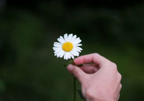 istock Daisy flower in the hand on a dark green background 965678012