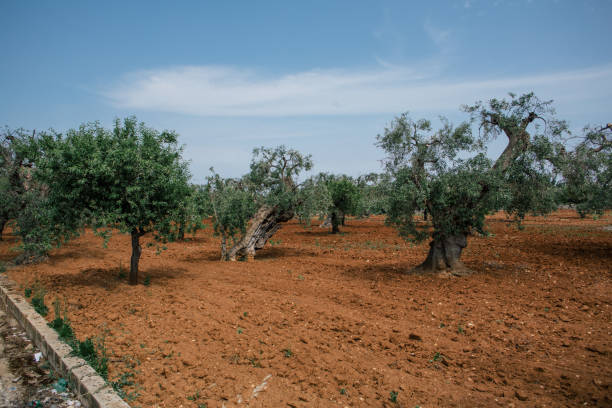 istock Olive tree in field summer in sunny Italy 965678682