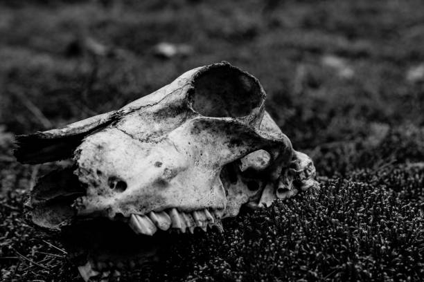 istock Animal skull on the ground. Loneliness 965679382
