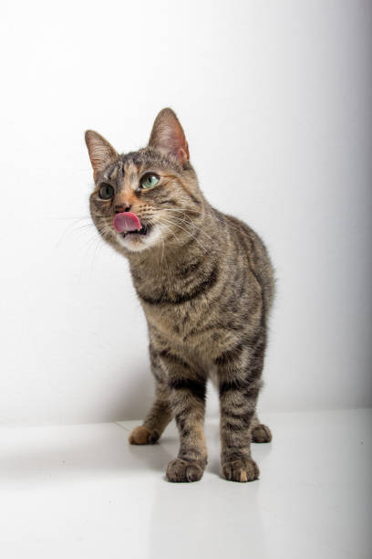 istock Cat Sticking Out Tongue Against White Background 965679394