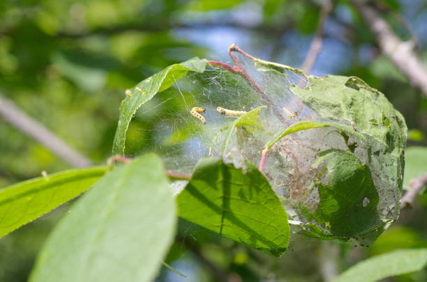 istock Cocoon caterpillars on the leaves of bird-cherry 965683744