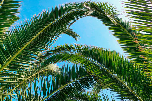 istock Palm tree and beautiful blue sky in the background 965686350