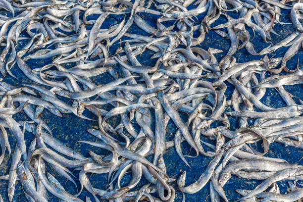 istock dried fishes and salt fish 965686854