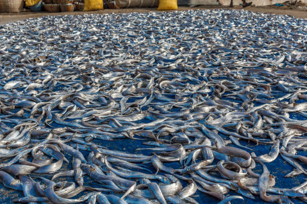 A scene at a famous fish market where raw fishes are marinated in salt and dried in the open sun light, Kasimedu fish market