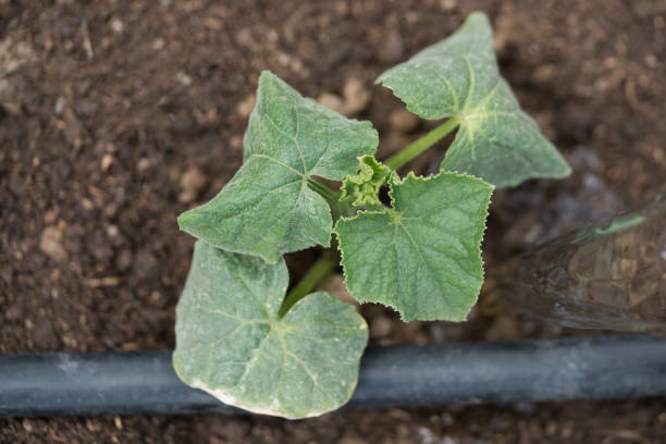istock Cucumber sprouts in the field and farmer is watering it 965687242