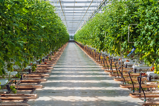 Wide corridor in a large Dutch greenhouse with tomato cultivation on hydroponics. Tomatoes are an important export product for Dutch growers.