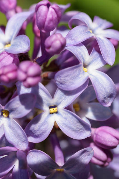 istock Lilac flowers, macro shot. Flower abstract background. 965687852