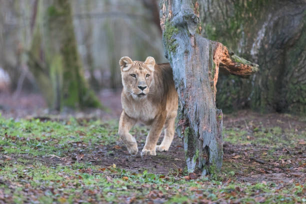 istock Lion d'angola - Angola Lion 965691346