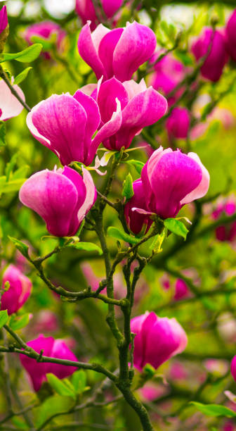 istock pink magnolia flower 965693922