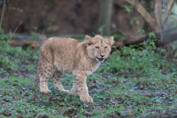 istock Lion d'angola - Angola Lion 965695292