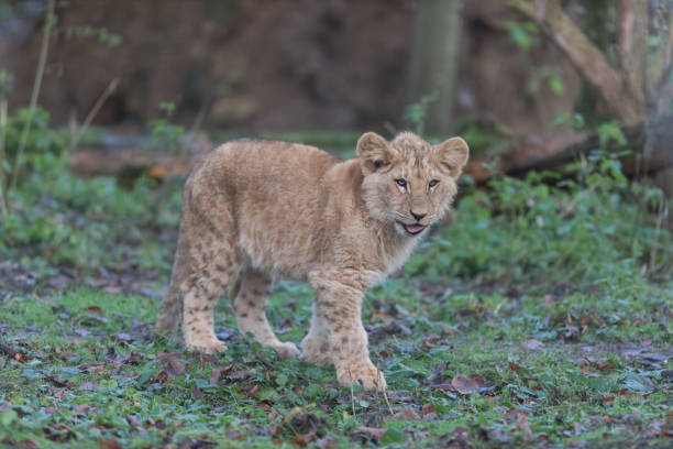istock Lion d'angola - Angola Lion 965695362