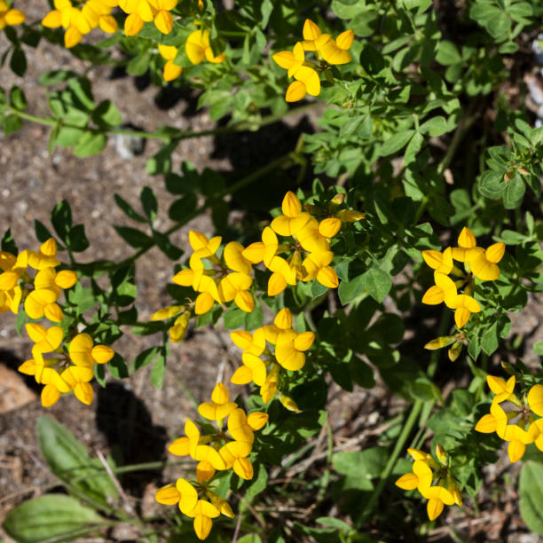 Lotus Corniculatus - Bird´s-foot Trefoil Can be used as a background lotus corniculatus stock pictures, royalty-free photos & images