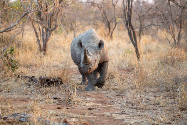 istock Black Rhino Bull 965705060