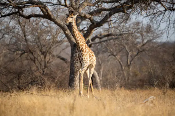A female giraffe walking into a clearing between the trees in the beautiful morning light.