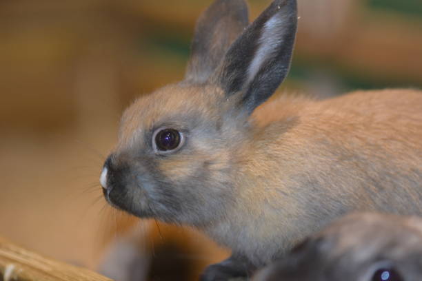 istock Little gray rabbit at a zoo 965709474