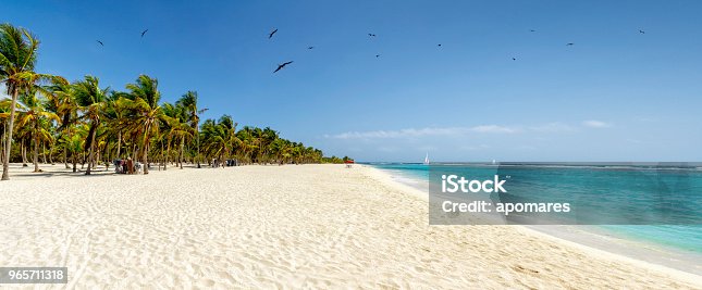 istock Panoramic view of a white sand beach with coconut trees in the Caribbean sea 965711318