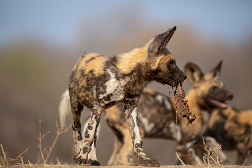 Wild dog puppies playing around after a kill. These animals are incredibly endangered.