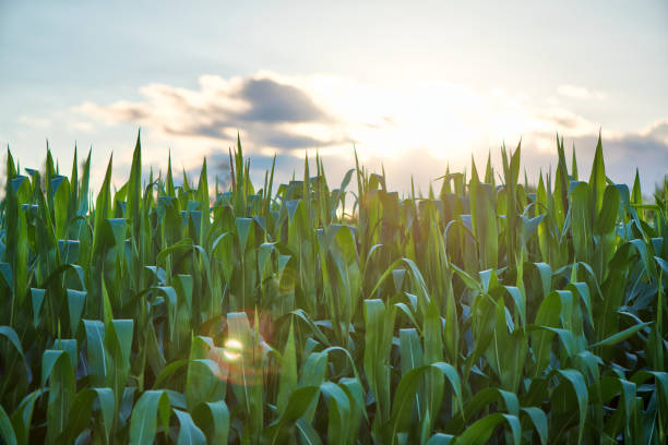 istock Green cornfield early morning sunrise 965713928