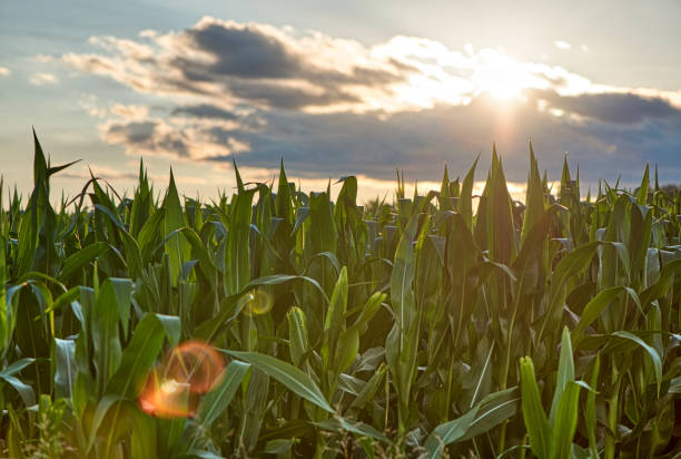 istock Green cornfield early morning light at sunrise 965713964