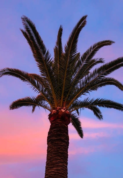 istock Palm tree with beautiful pink and blue sky at sunset 965715078