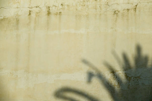 istock The shadow of a palm tree on a concrete wall 965718302