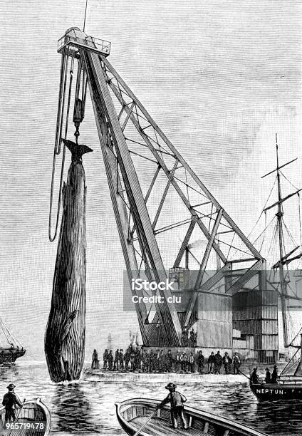 Crane Pulls Fin Whale Out Of The Water Stock Illustration - Download Image Now - Whale, 1890-1899, 19th Century