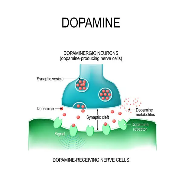 Vector illustration of Dopamine. two neurons with  receptors, and synaptic cleft with dopamine.