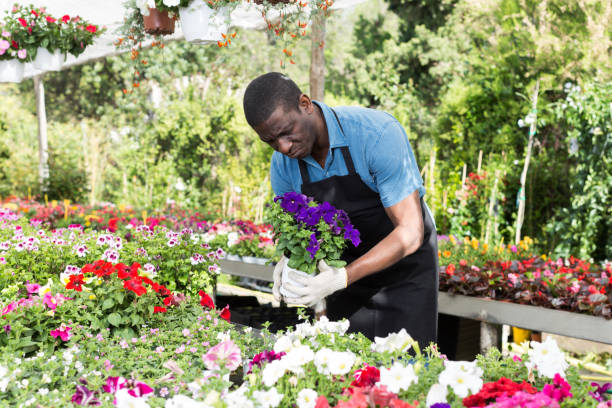 istock Man florist working in greenhouse 965727836